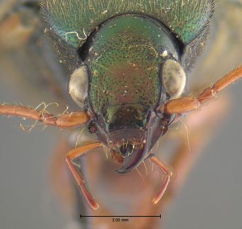 Media type: image;   Entomology 32979 Aspect: head frontal view